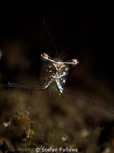 Eye Level. Black and Silver Cuapetes Shrimp - Cuapetes gr... by Stefan Follows 